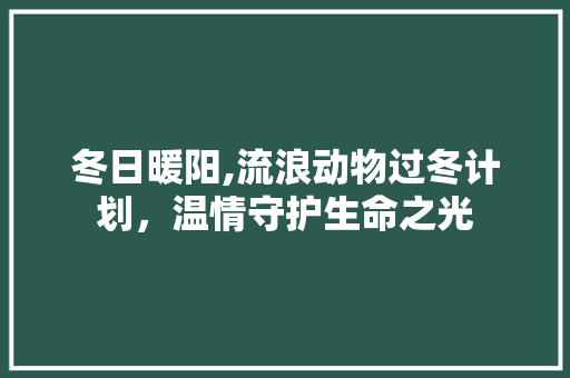 冬日暖阳,流浪动物过冬计划，温情守护生命之光 诗词鉴赏