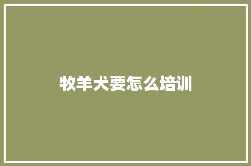 牧羊犬要怎么培训
