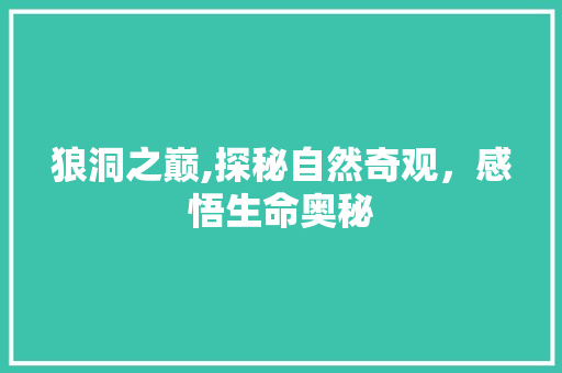 狼洞之巅,探秘自然奇观，感悟生命奥秘