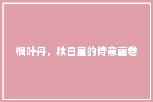 枫叶丹，秋日里的诗意画卷