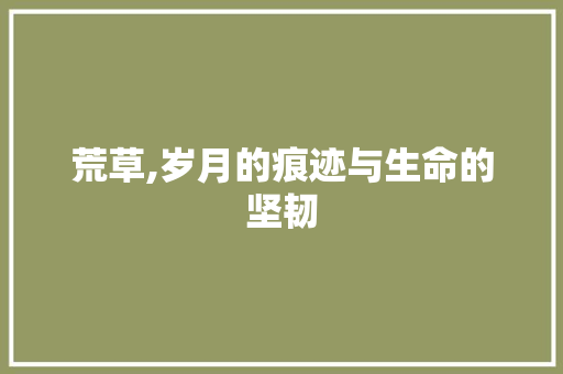 荒草,岁月的痕迹与生命的坚韧 职场写作