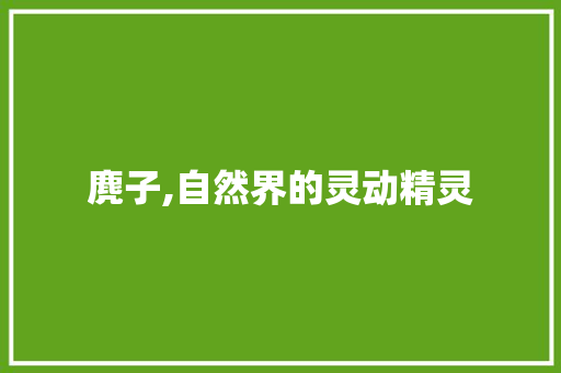 麂子,自然界的灵动精灵 社交媒体